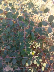 Capparis zoharyi