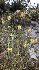Epidendrum tenuicaule