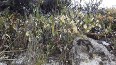 Epidendrum tenuicaule