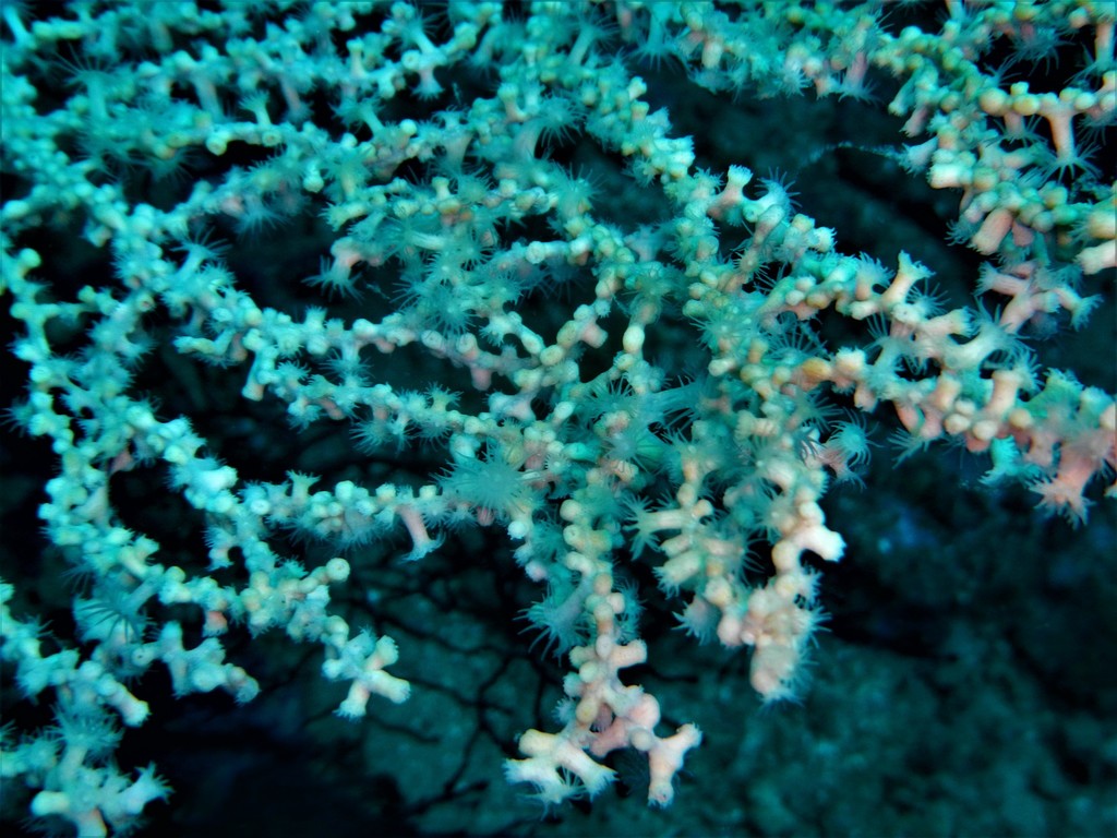 Photo of Gold coral (Savalia savaglia)