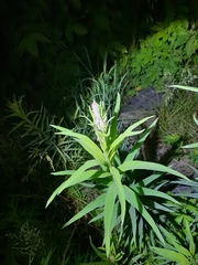 Chamaenerion angustifolium