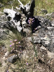 Boechera sparsiflora