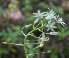 Ornithogalum arcuatum