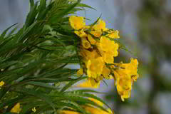 Tecoma stans