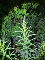 Chamaenerion angustifolium