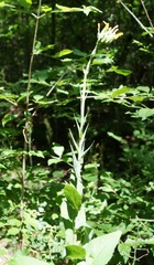 Lactuca quercina