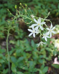 Ornithogalum arcuatum