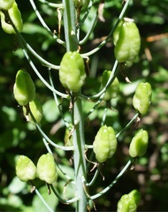 Ornithogalum arcuatum