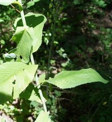 Lactuca quercina
