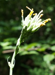 Lactuca quercina