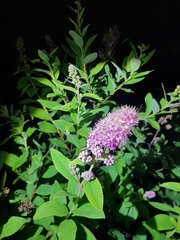 Spiraea salicifolia