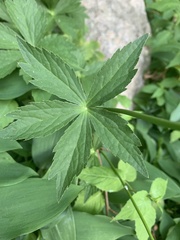 Astrantia major
