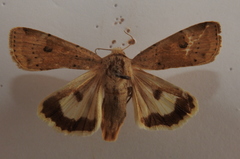 Noctua interposita