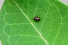 Brachiacantha ursina