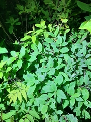 Spiraea salicifolia
