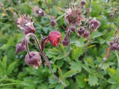 Geum rivale