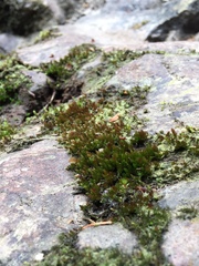 Imbribryum muehlenbeckii