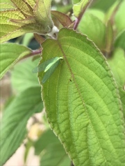 Chrysoperla pudica-group