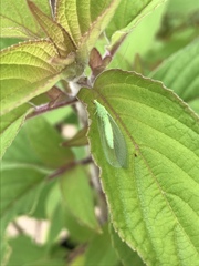 Chrysoperla pudica-group