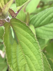 Chrysoperla pudica-group