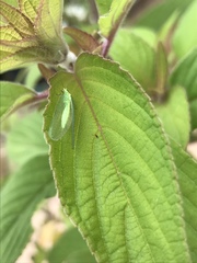 Chrysoperla pudica-group