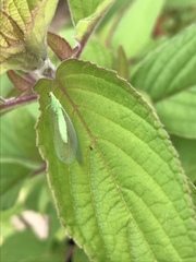 Chrysoperla pudica-group