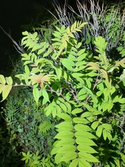 Sorbaria sorbifolia