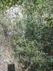 Rhamnus erythroxyloides