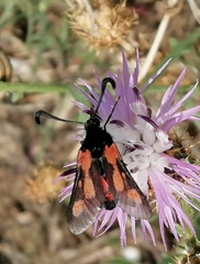 Zygaena sarpedon