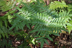 Osmunda japonica