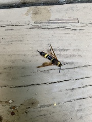 Eriotremex formosanus