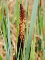 Carex riparia