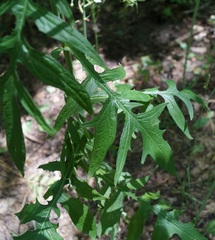 Lactuca quercina