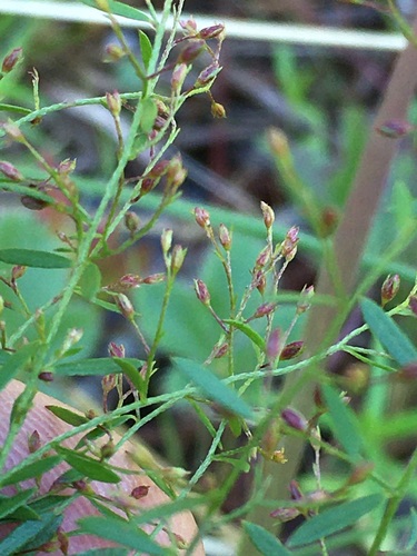 Image of Lechea racemulosa by no rights reserved
