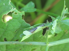 Depressaria daucella