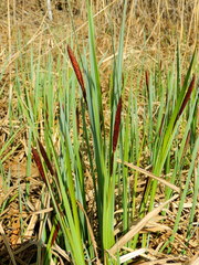 Carex riparia