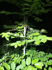 Fraxinus mandshurica