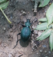 Carabus scabrosus tauricus