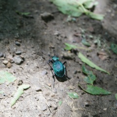 Carabus scabrosus tauricus