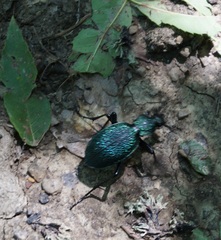 Carabus scabrosus tauricus