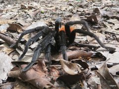 Tliltocatl epicureanus