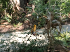 Trichonephila clavipes image