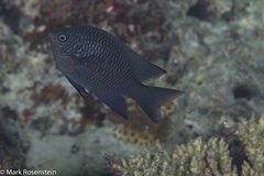 Neoglyphidodon carlsoni