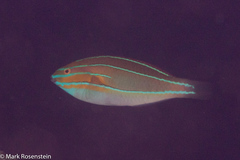 Stethojulis trilineata