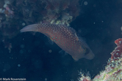 Canthigaster janthinoptera