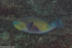 Chlorurus japanensis