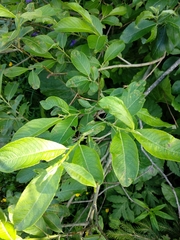 Salix appendiculata