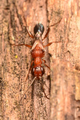 Ampulex ferruginea