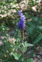 Veronica steppacea