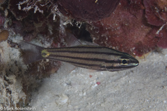 Cheilodipterus isostigma